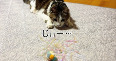 シュウさまとじゃらし。