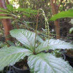 マツゴロウの山野草