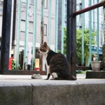 【秘密】誰にも教えたくない秋葉原の「隠れ癒やしスポット」がマジで癒やされる /猫の楽園『柳森神社』