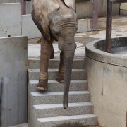 砥愛ちゃん、まだまだ上っています！下りています！