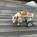 自然治癒力
