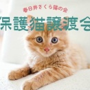 4/26(日)14:00～16:00で猫の譲渡会。総合福祉センターにて（春日井市浅山町）