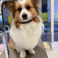 トリミングブログ🐕