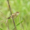 2026年9月11日の野鳥公園