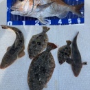 ヒラメキャスティング。