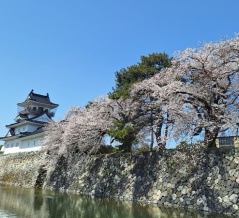 『富山城址公園』でお花見イベント『JOSHI SAKURAWALK2026』開催。3月27日～4月12日頃 。『御門コンサート』と『餅つきイベント』は4月4日開催。