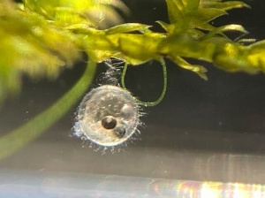 メダカの産卵と孵化方法 初めてのチャレンジされる方のために Tokuzeのメダカ飼育日記 屋外でメダカを飼おう