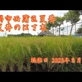 空の色は“湿度”で決まる!美しい空を撮るなら“マジックアワー” 早朝や夕暮れ時が特に美しい『夏井のハザ木』新潟市西蒲区