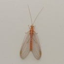 ヤマトクサカゲロウ/ Chrysoperla nipponensis