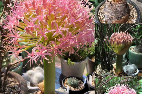 神戸オープンガーデン 19