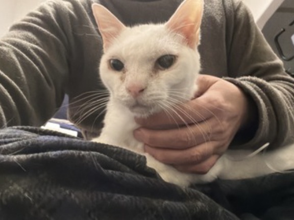 猫の不調サインの観察　20260221