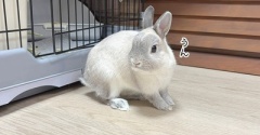 うさぎのルリ(10/16追記)