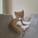 ✨最新✨新しい家族を募集している猫たち（７月下旬）