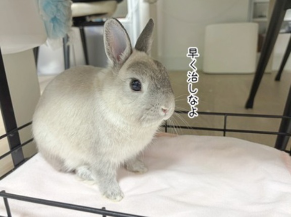 うさぎのルリ(10/1追記)
