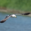 2026年6月13日の野鳥公園