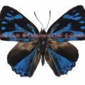 フィロタキララシジミ♂ (ボルネオ) Poritia philota philota