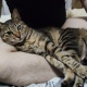 この猫3万円やった