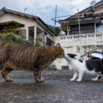 猫写真家・沖 昌之のブログ　野良ねこちゃんねる。　