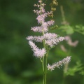 夏に咲く、古賀志山麓の花を求めて