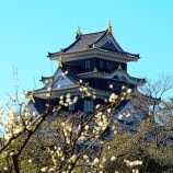 『2026.2『岡山後楽園(梅林)』満開 / 岡山市北区後楽園』の画像