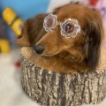 トリマースタッフブログ✂️