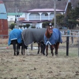 『馬団子』の画像