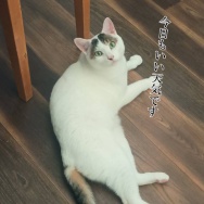 一日にどれだけ寝れますか。と、定期的に作りたくなるアレ。
