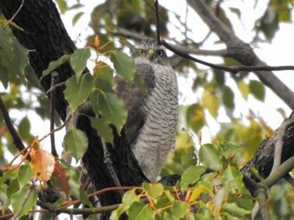 2026年2月17日の野鳥公園
