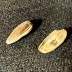 マスタカのおもろい人生