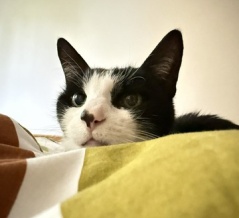 ◎日曜のにゃんこ583◎