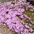 この時期で一番好きな山菜？それはタラボ（方言）です