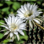 ウーチャンの花暦