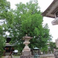 2025天然記念物大銀杏でアオバズクを撮る🦉XVIII（足利市鑁阿寺）