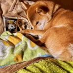 風太通信～柴犬風太の日記帳