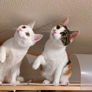 岐阜県関市のヨガレッスン｜乳がん経験者でもかんたん・やさしい