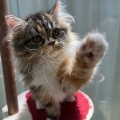 お店のネコちゃん紹介🐈