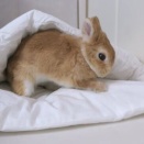 全力ベッドメイキング