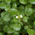 ゴールデンタイムズ