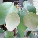 ユーカリ・ポポラス