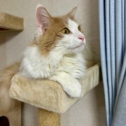 人間には見えないが猫には見えるものがある！？