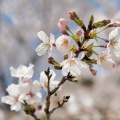 熊本市河内方面の桜