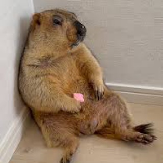 テキサス移住のひきこもごも