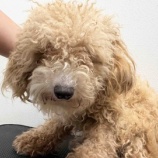 『まずはキレイにしてあげたい!センターから来たマルプー』の画像