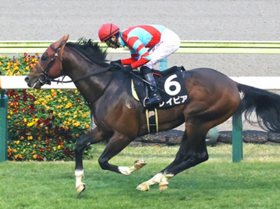 【競馬予想】第33回函館スプリントステークス(GⅢ) /2026