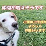 GUNDOG RESCUE CACI 活動ブログ
