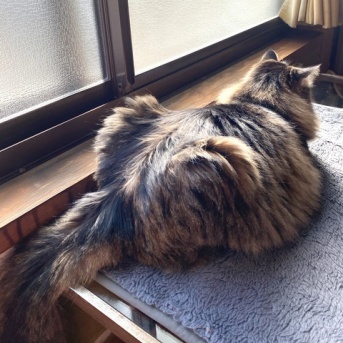 【猫写真】寸胴のたぬき猫マロちゃん