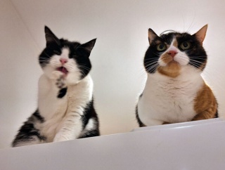 猫のお手伝いさん。