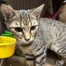 里親さんを待ってる猫たち(9/29)