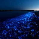 深海からこんにちは