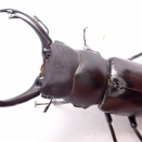 ヤマダクワガタ飼育記2024~